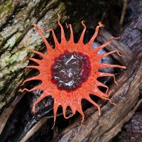 Aseroe rubra Labill